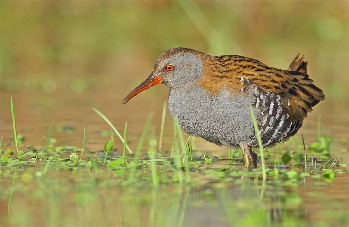 Kızılırmak Deltası Kuş Cenneti Yaz Döneminde 50 Binden Fazla Ziyaretçi Ağırladı