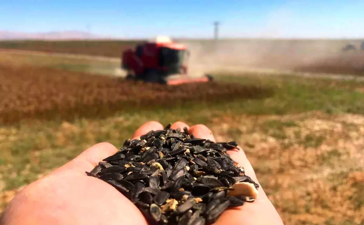 Konya Ovası\'nda 640 bin dekarlık alanda ayçiçeği hasadı başladı