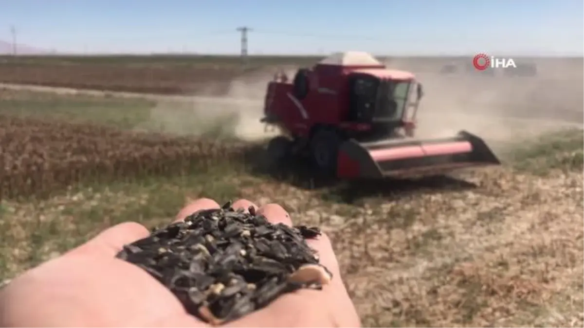 Konya Ovası\'nda 640 bin dekarlık alanda ayçiçeği hasadı başladı