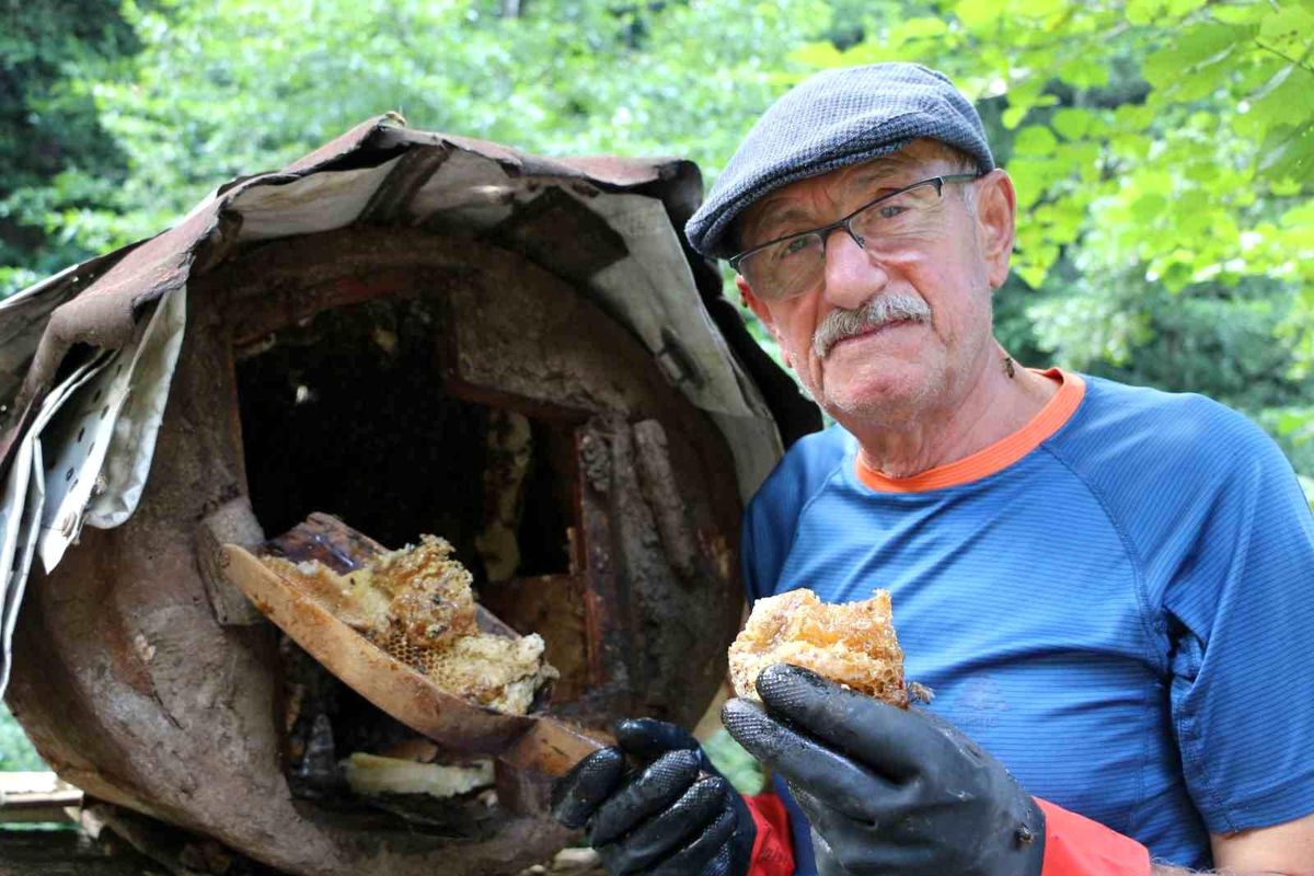 Rize\'de Yüksek Ağaçlarda Doğal Kara Kovan Balı Üretimi