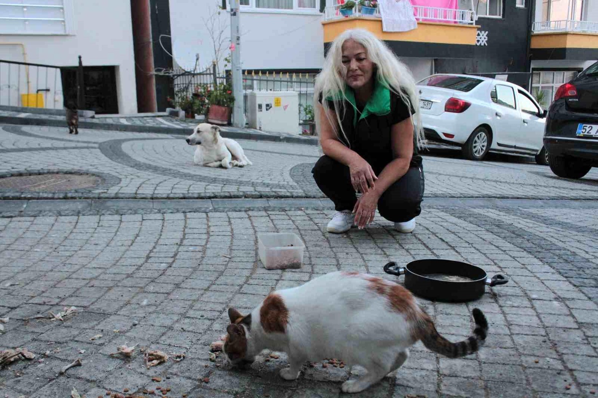 Ordu\'da 19 yıldır sokak kedilerine bakan kadın