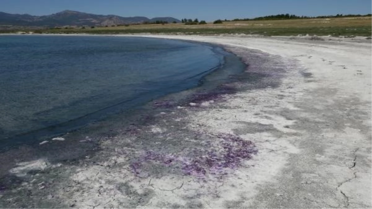 Burdur Gölü\'nde Mor Renkli Sülfür Bakterileri Görüldü
