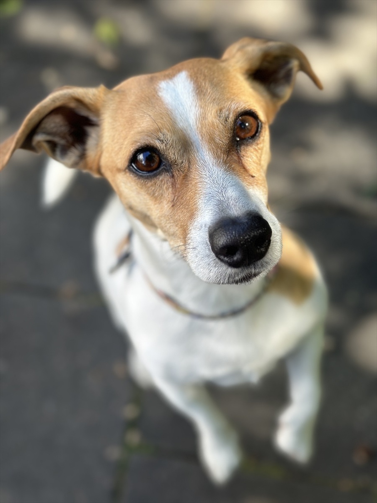 DOSYA HABER/AVRUPA\'DA SAHİPSİZ HAYVANLAR - Almanya, sahipsiz köpekleri mutlaka barınaklarda topluyor