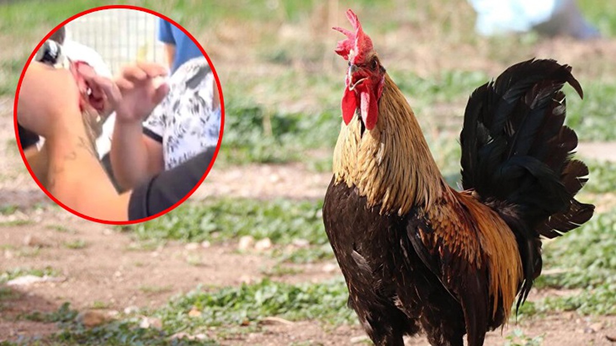Düğünde horoza işkence edenlere para cezası verildi