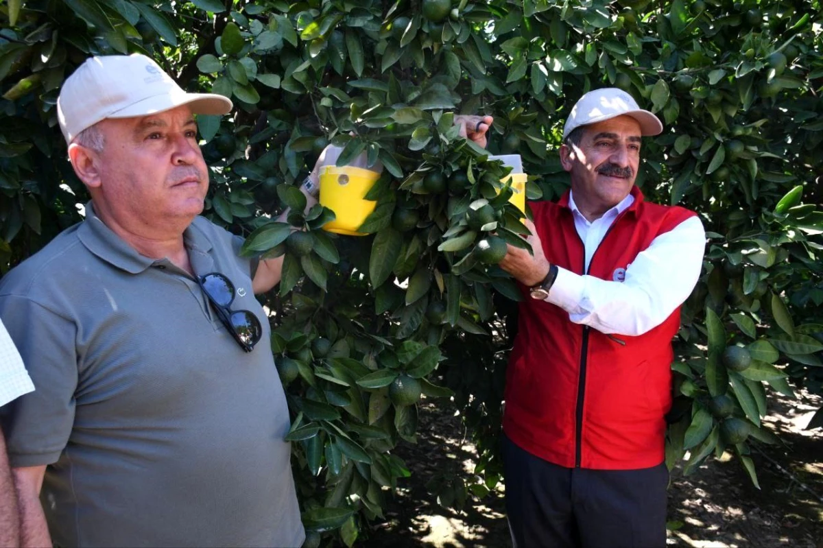 Aydın\'da Akdeniz Meyve Sineği mücadelesi için tuzak dağıtım töreni düzenlendi