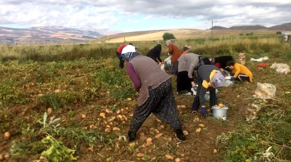 Erzincan\'ın Çayırlı ilçesinde patates hasadı başladı