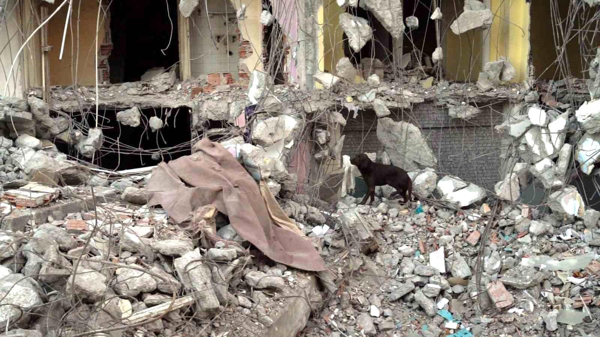 Kurtarma Köpeği Ateş, Enkazda Eğitimlerine Devam Ediyor