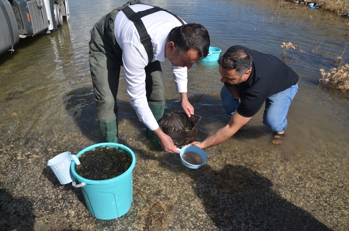 Muş\'taki Göllere 3,5 Milyon Sazan Balığı Yavrusu Salındı