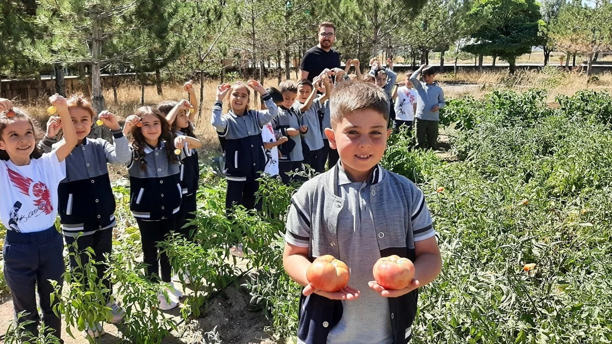 Kayseri\'deki Fatih İlkokulu Öğrencileri Bahçelerindeki Sebzeleri Hasat Ediyor