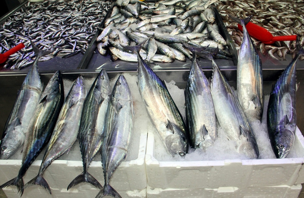 Sinop\'ta 3 kilogramlık torikler 350 liradan satılıyor