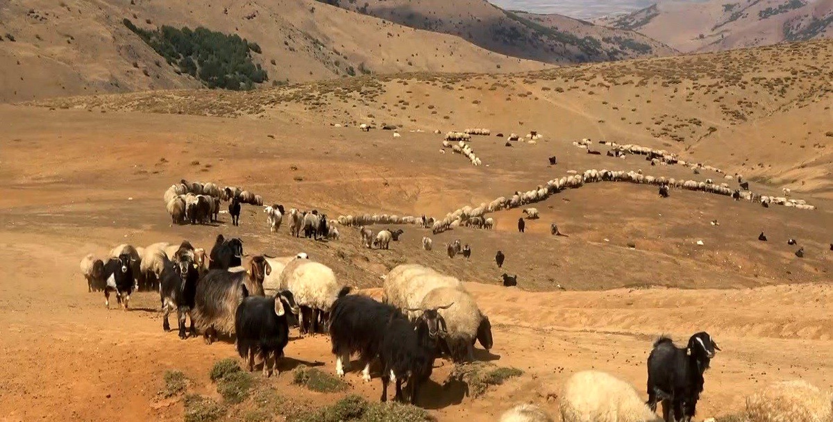 Muş\'ta Yaylacılar Kışa Hazırlanıyor