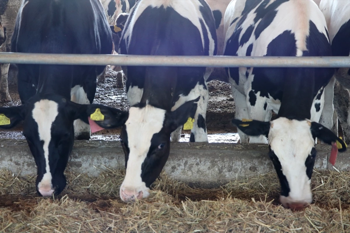 Yurt Dışından Dönen Mühendis, TKDK Destekleriyle Çiftlik Kurarak Günlük 3,5 Ton Süt Üretiyor
