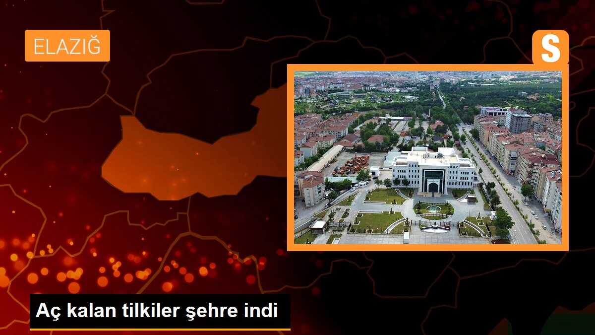 Aç kalan tilkiler şehre indi