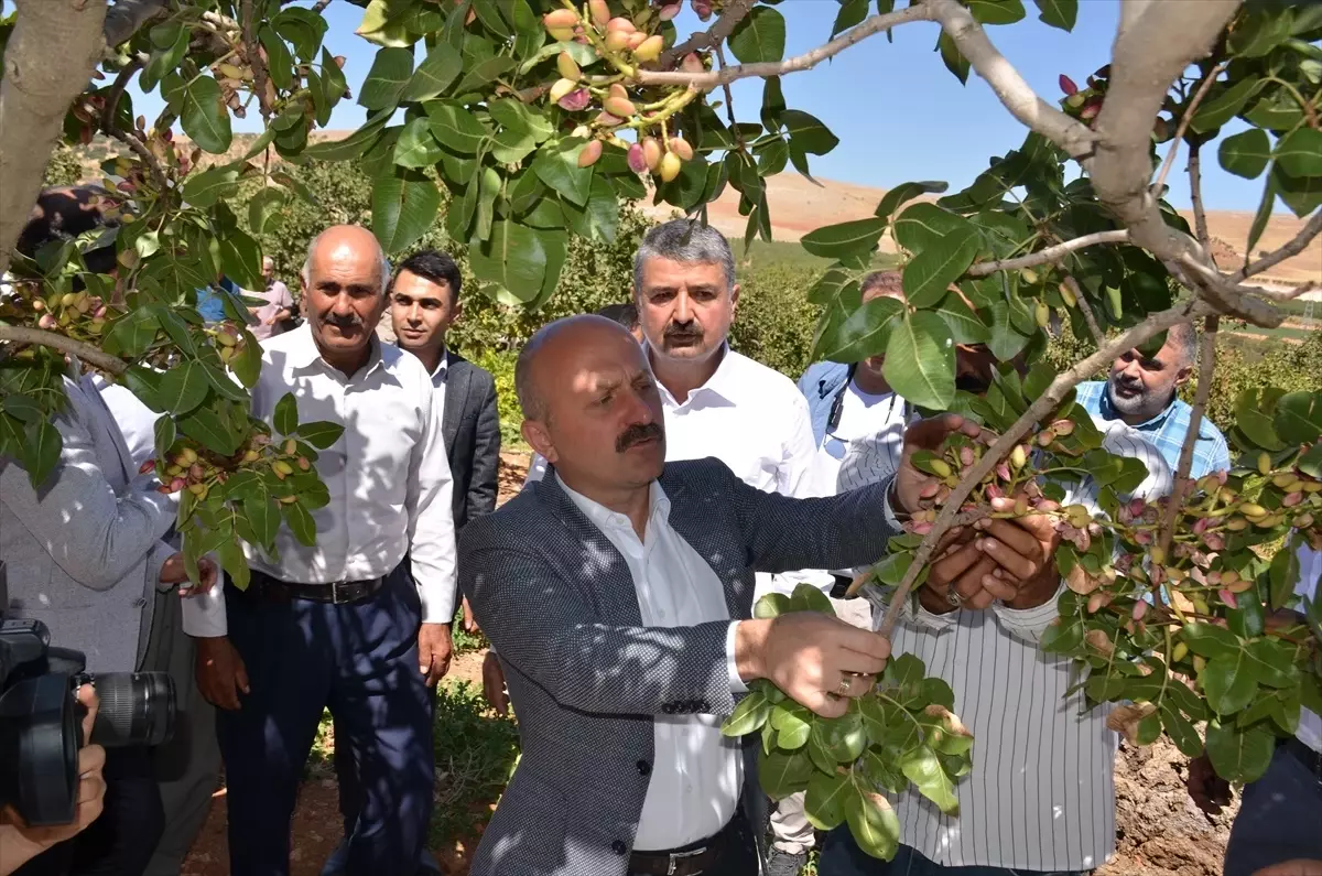 Adıyaman\'da Antep Fıstığı Hasadı Başladı