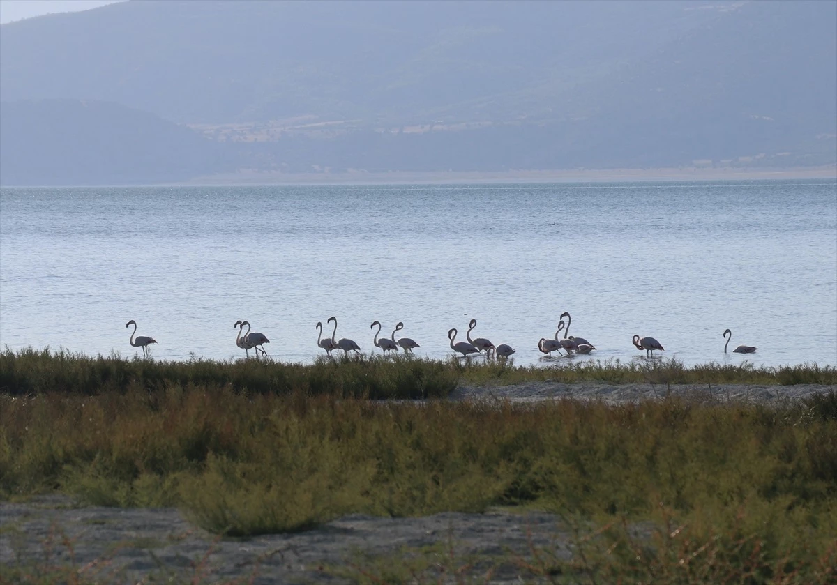 Burdur Gölü\'nde Pembe Kanatlı Flamingoların Göç Durağı