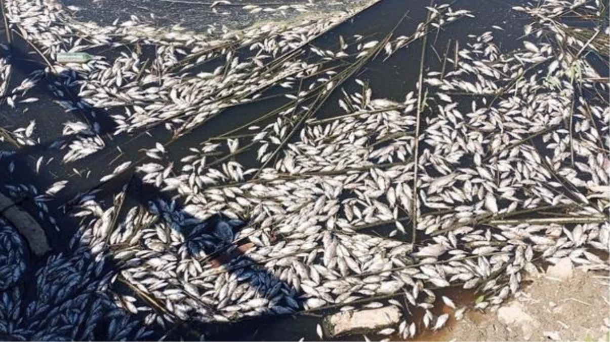 Büyük Menderes Havzası\'nda Toplu Balık Ölümleri