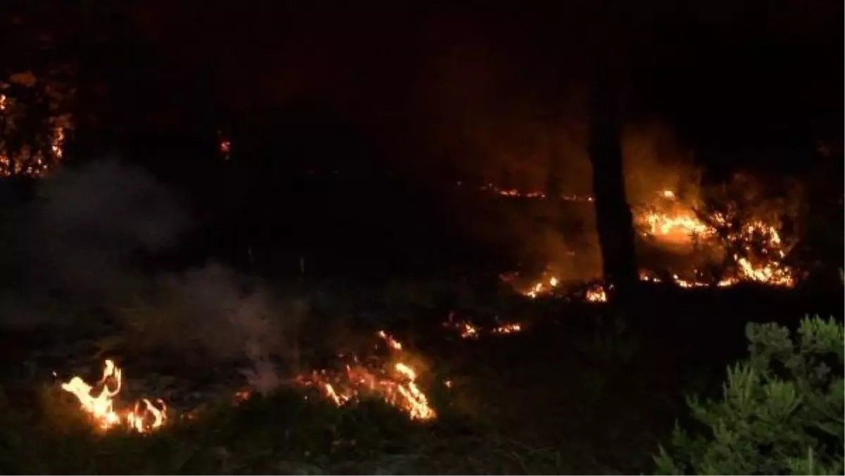 Çekmeköy'de Ormanlık Alanda Çıkan Yangın Kısa Sürede Söndürüldü