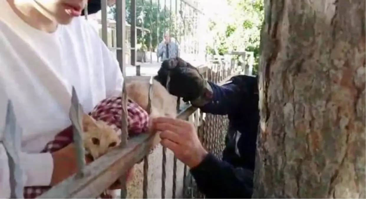 Kırıkkale'de İtfaiyecilerden Kedi Kurtarma Operasyonu