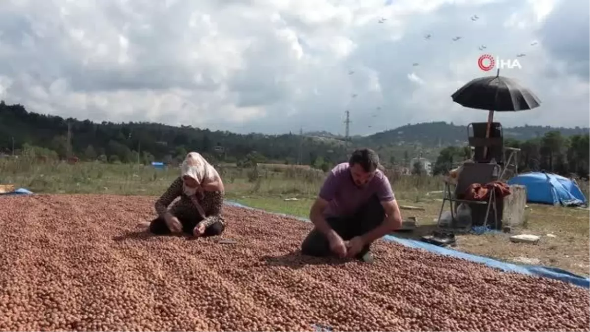 Fındık üreticilerinin zorlu kurutma mesaisi