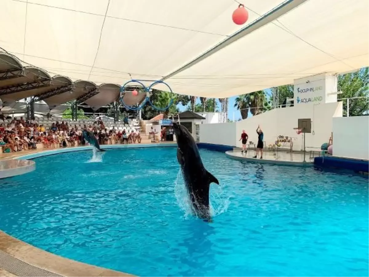 Antalya'da Waterhill Park'ta Yunus ve Fok Ölümleri