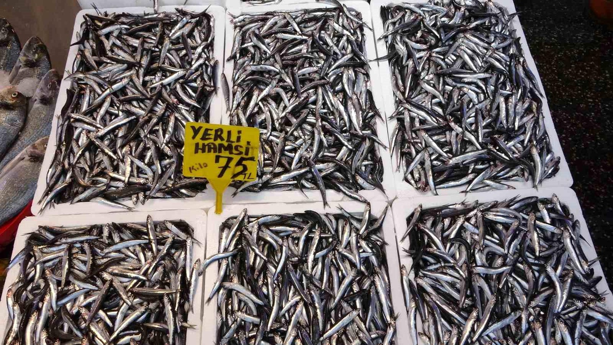 Hamsi Avı Başladı: İhracat Henüz Yapılamadı