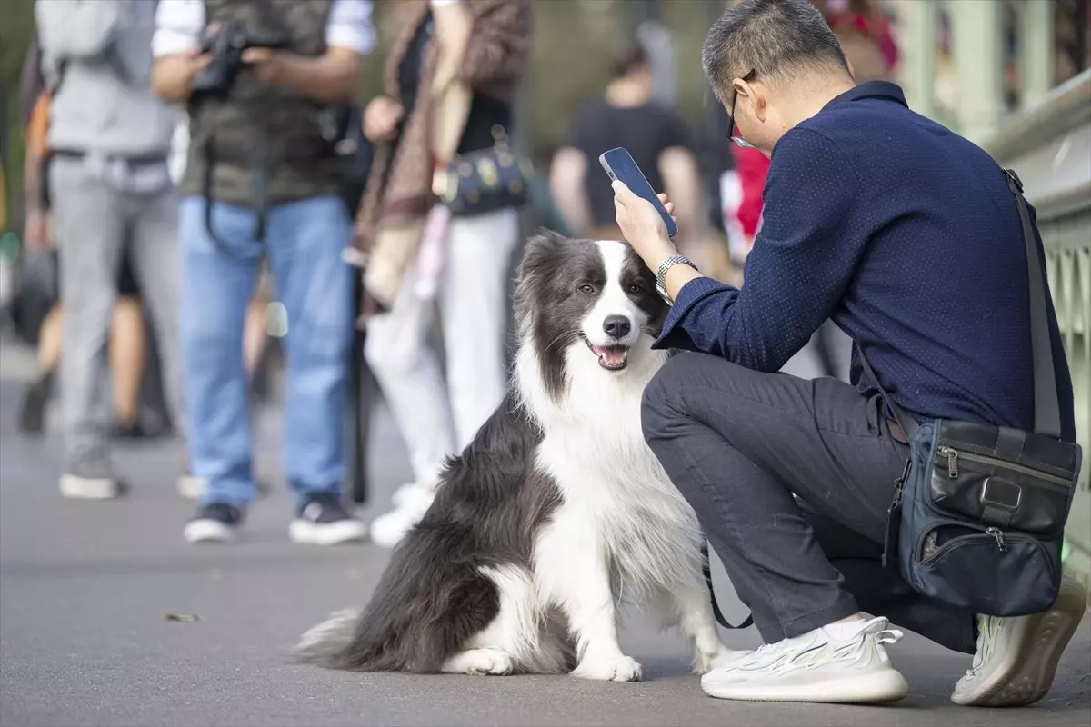 İngiltere\'de Sahipsiz Köpeklerin Yarısı Önceki Sahipleriyle Buluşturuldu