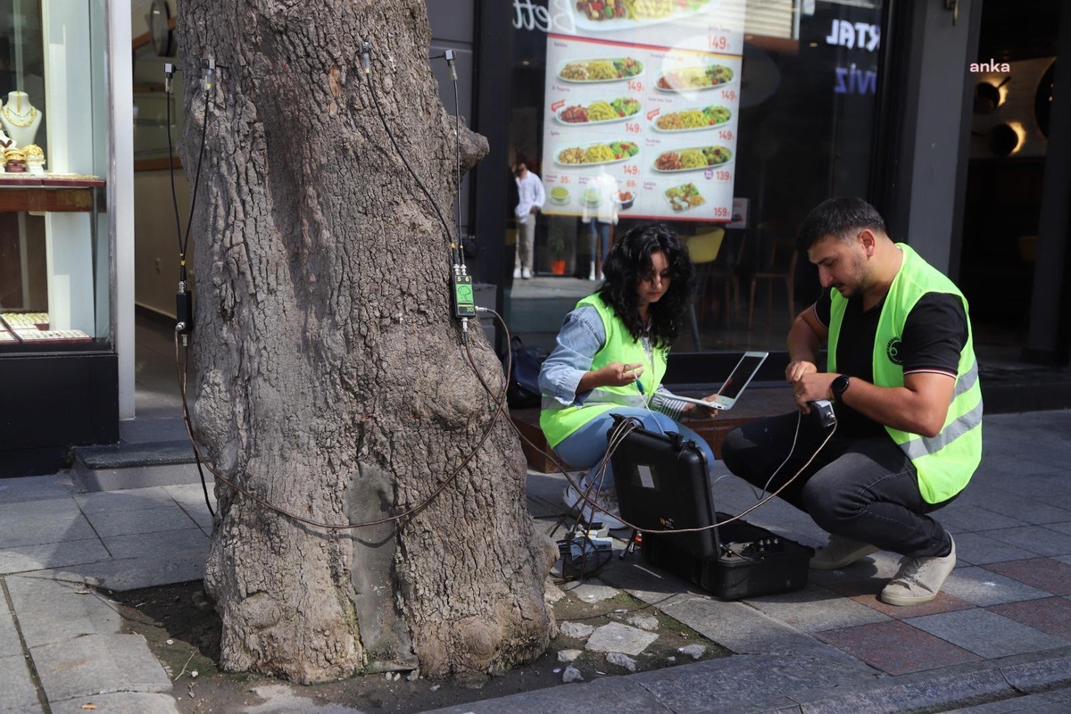 Kartal Belediyesi, Akustik Tomografi Yöntemiyle Ağaçların Sağlık Durumunu İnceliyor