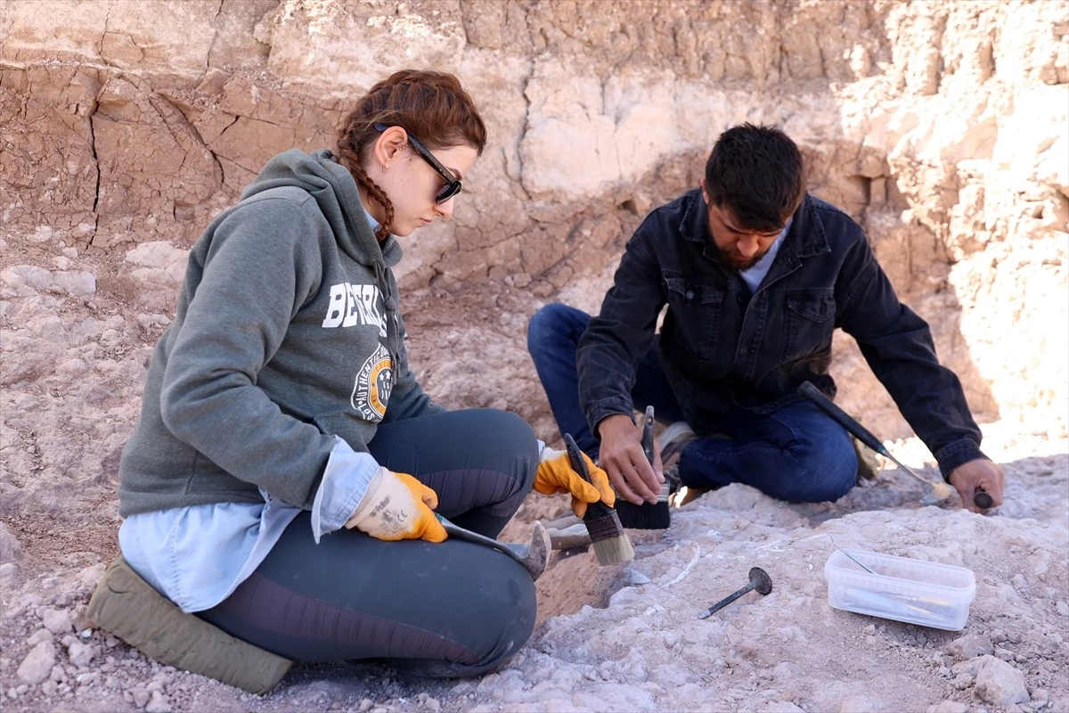 Kayseri\'de Fosil Kazılarında Zürafagiller Ailesine Ait Fosiller Bulundu