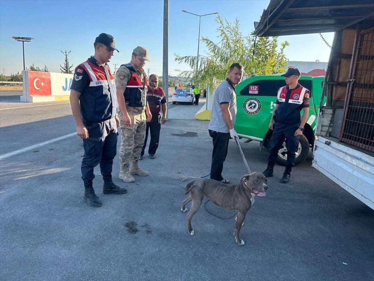 Kilis\'te Pitbull Köpeği Taşıyan Kişiye Yüksek Para Cezası