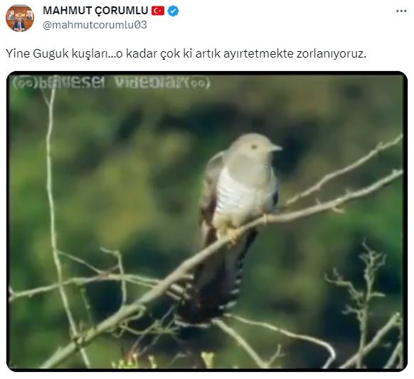 Mahmut Çorumlu, kendisini hedef alan FETÖ'cü hesapları 'Guguk kuşu' paylaşımıyla susturdu