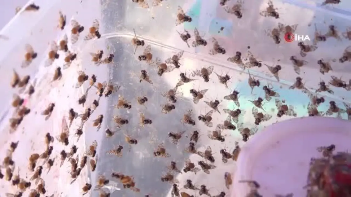 Meyve zararlılarının doğal düşmanı \'böcekler\' göreve başladı