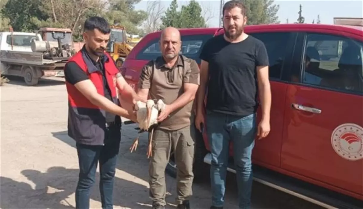 Şanlıurfa\'da Tedavi Edilen 2 Leylek Doğal Yaşam Alanına Bırakıldı