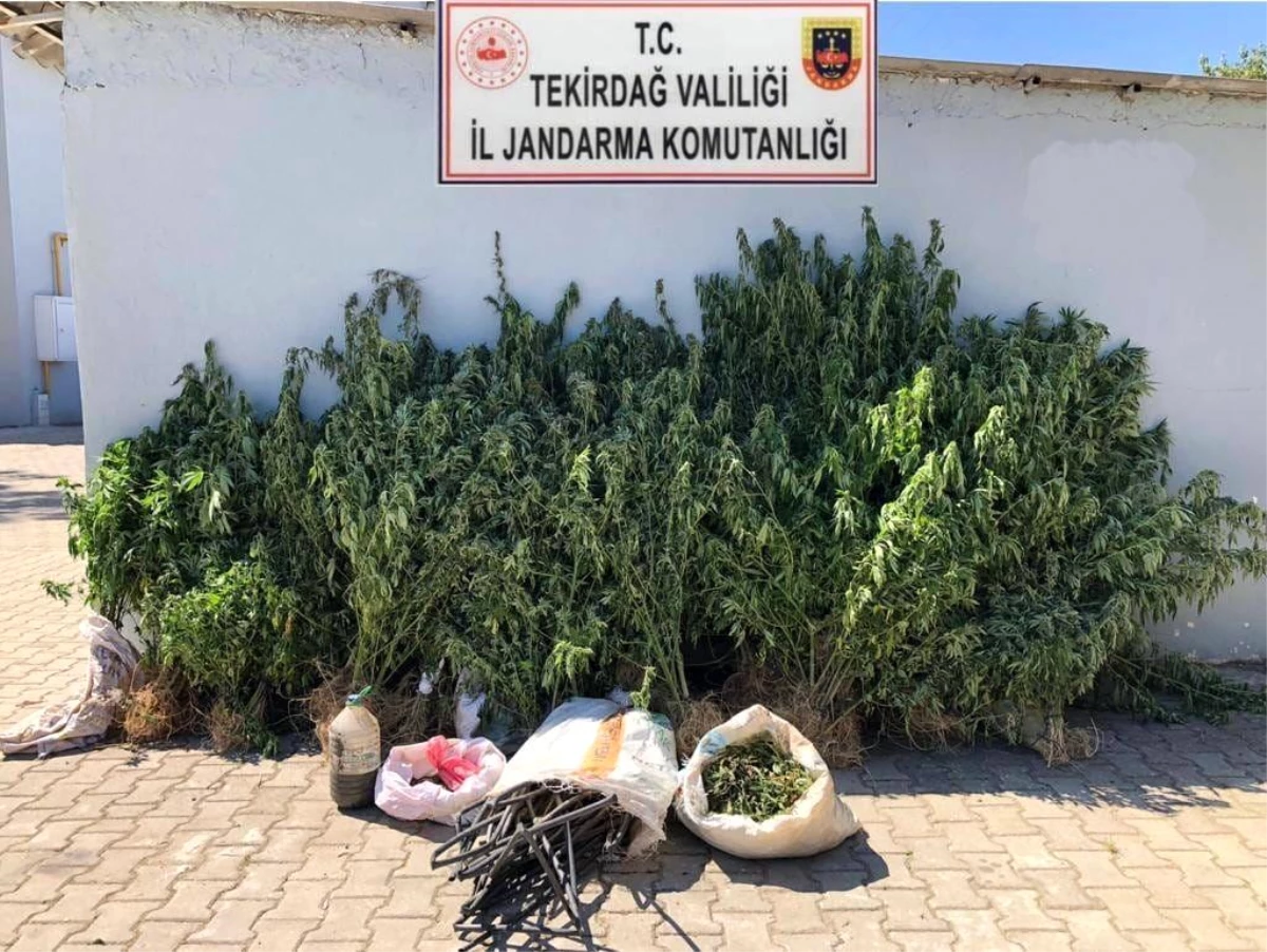 Tekirdağ Şarköy\'de Kenevir Operasyonu: 514 Bitki ve 1 Kilogram Uyuşturucu Ele Geçirildi