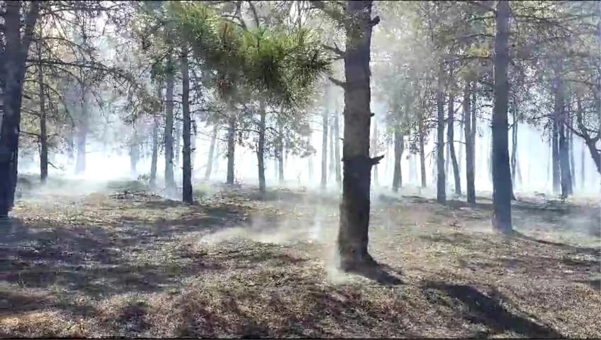 Tekirdağ\'da çıkan orman yangını kontrol altına alındı