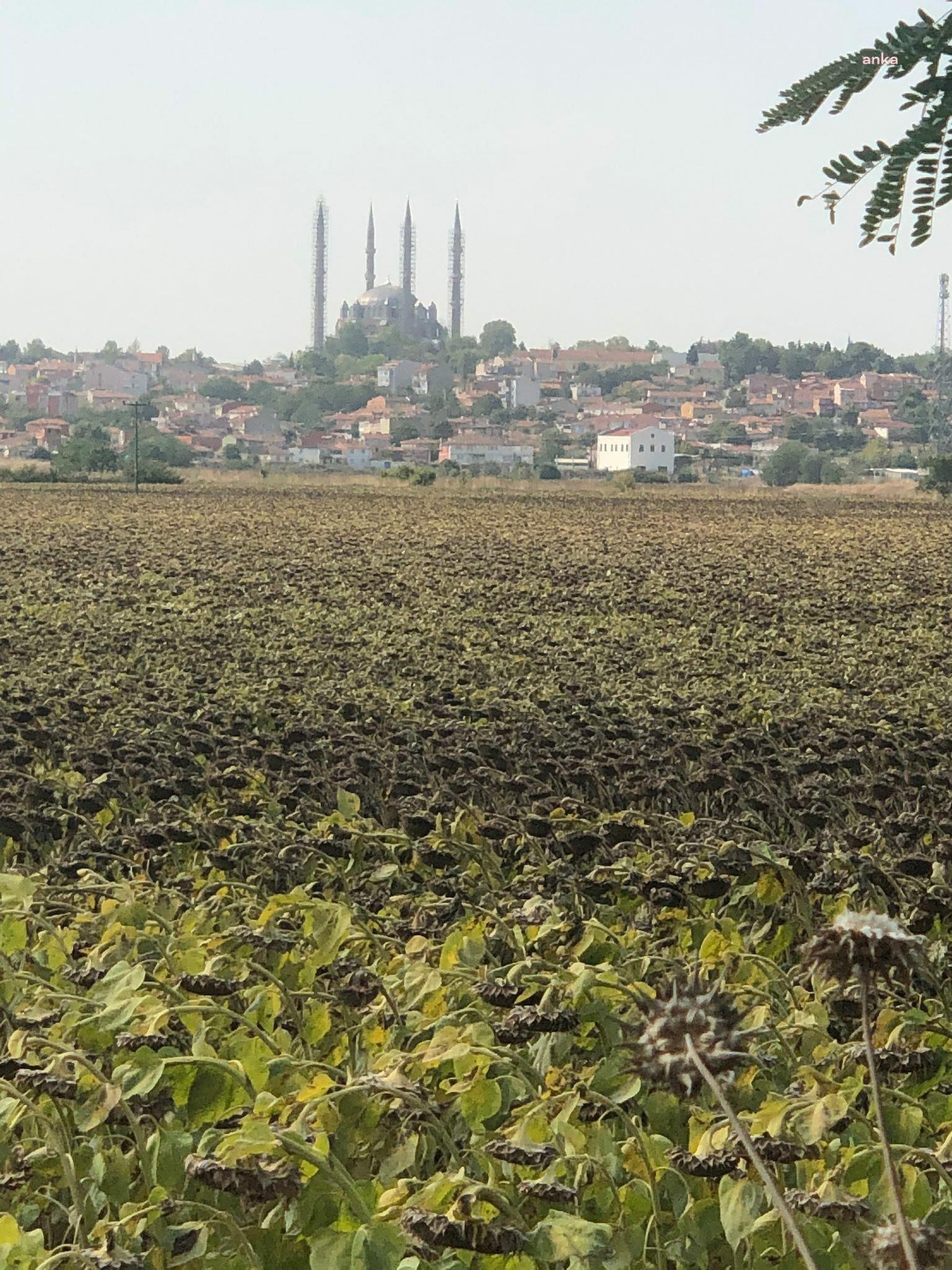 Trakya Birlik, Ayçiçeği Avans Ödemesini Açıkladı