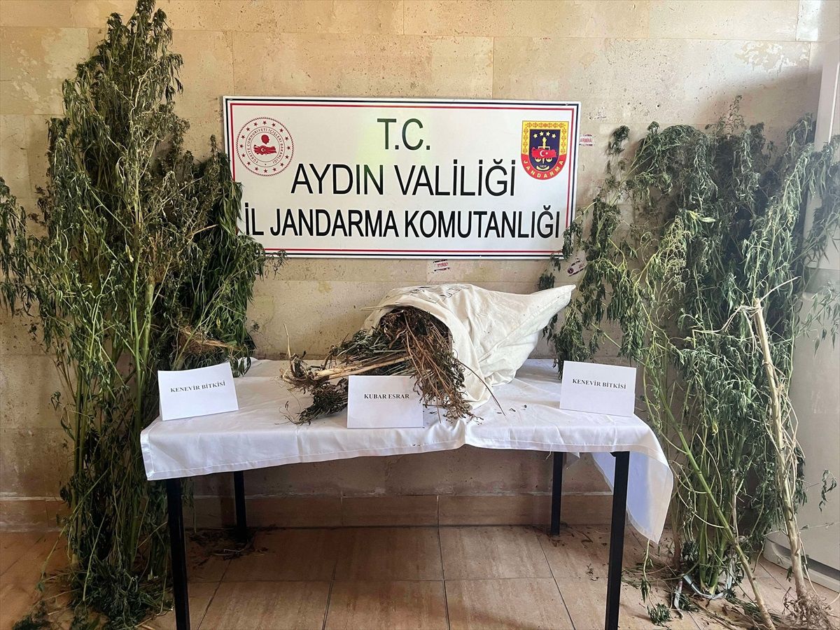 Aydın\'da Hint Keneviri ve Kuban Esrar Operasyonu: 1 Gözaltı