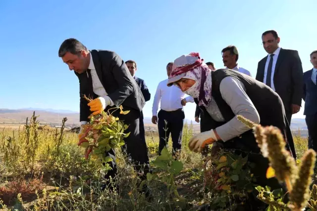 Üretimin yüzde 80 düştüğü Köse fasulyesinin fiyatı 200 TL'ye kadar çıktı