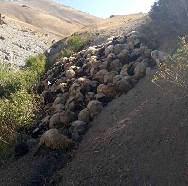 Hakkari'de Kurt Saldırısı: 300 Koyun Telef Oldu Hakkari'de Kurt Saldırısı: 300 Koyun Telef Oldu