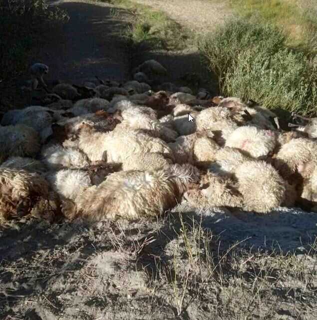 Hakkari'de Kurt Saldırısı: 300 Koyun Telef Oldu Hakkari'de Kurt Saldırısı: 300 Koyun Telef Oldu