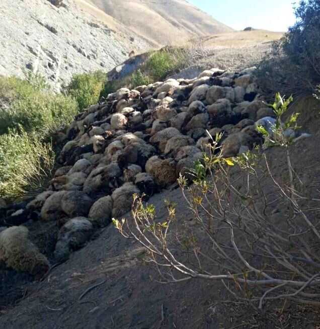 Hakkari'de Kurt Saldırısı: 300 Koyun Telef Oldu Hakkari'de Kurt Saldırısı: 300 Koyun Telef Oldu