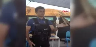 Yaralı Balaban Kuşu Hakkari'de Kurtarıldı