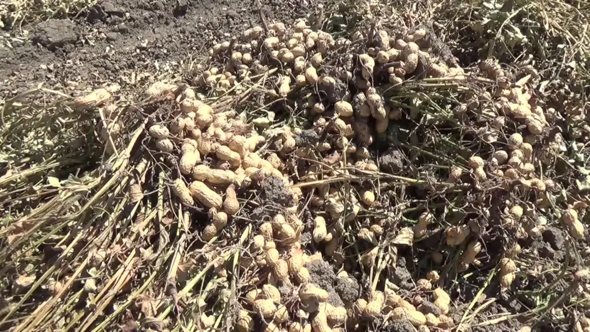 Yerfıstığı Üreticileri, Fiyatların Artmasını İstiyor