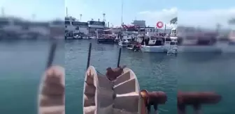Kumru balıkçı teknesine yuva yaptı, denize açılamıyorlar
