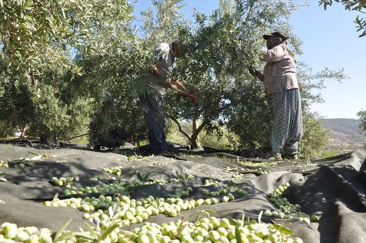 Silifke\'de Zeytin Hasadı Başladı