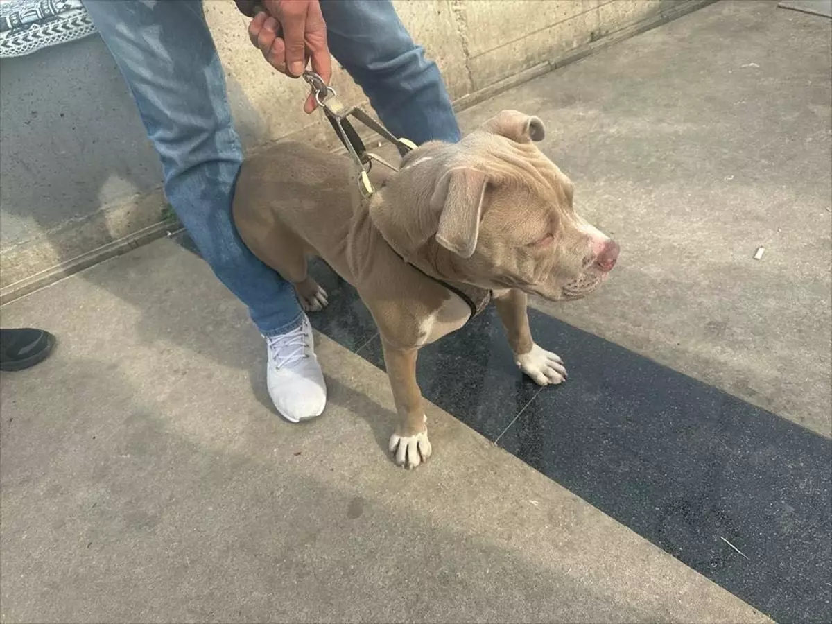 Mersin\'de 143 Yasaklı Irk Köpek Hayvan Bakımevine Teslim Edildi