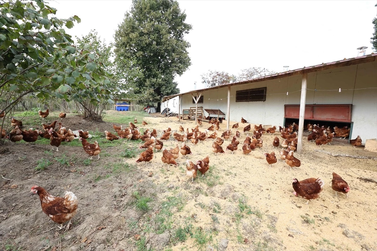 Migros desteğiyle Ordu yumurta üssünde yılda 35 milyon yumurta üretiliyor