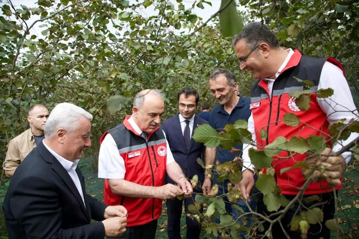 Ordu Valisi Fındık Üreticisini Ziyaret Etti