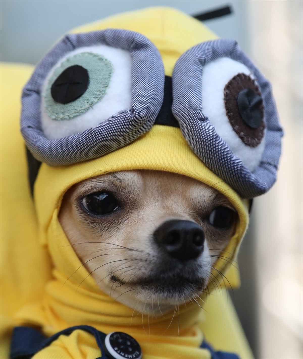 Samsun Pet Fest 2023\'te Kedi ve Köpek Kostüm Yarışması Yapıldı
