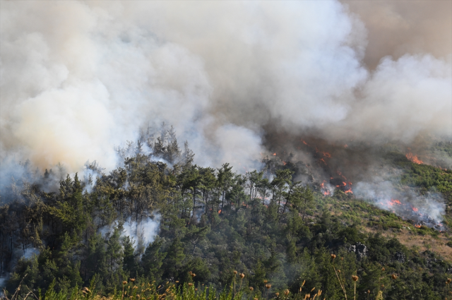 Tarım ve Orman Bakanlığından İzmir ve Bolu'daki orman yangınlarına ilişkin açıklama geldi
