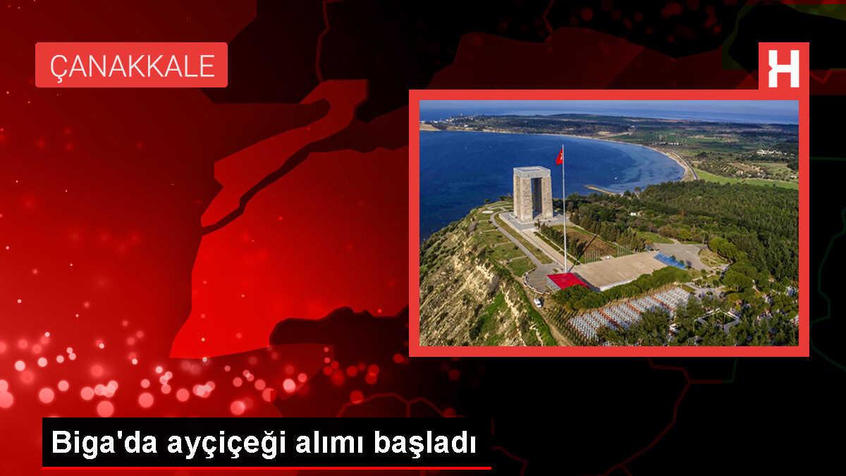Çanakkale Biga'da Ayçiçeği Alımı Başladı